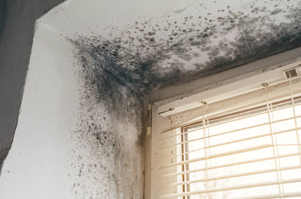 Trusted Attic Mold Removal service in Payneville, KY - Cheap Mold Removal